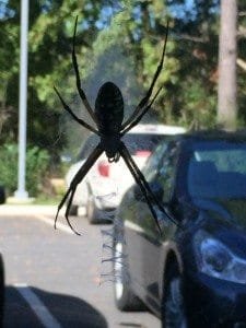 yellow garden spider