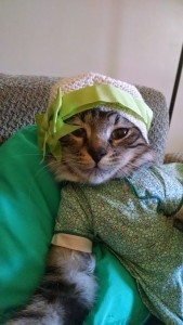 dress up your pet day