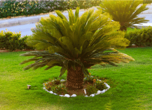sago-palm-poisoning-dogs