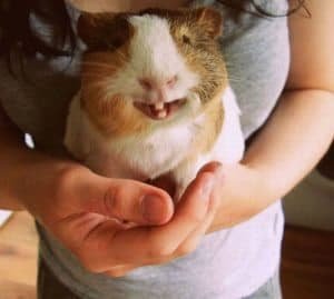 cute-smiling-animals-12