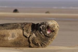 cute-smiling-animals-20