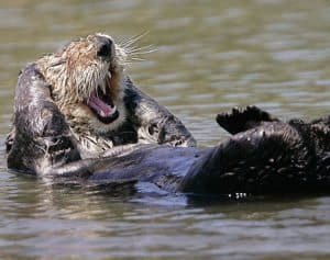 cute-smiling-animals-6